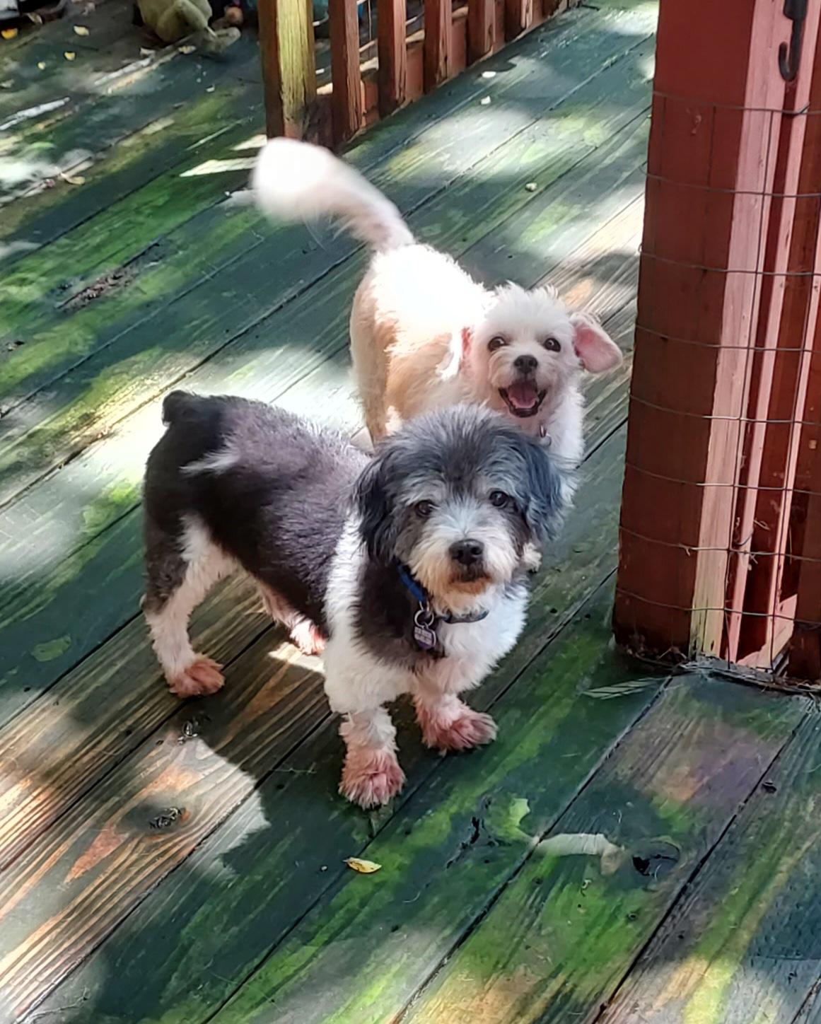 Enlarge Seal, a Adoptable Lhasa Apso in Ellijay, GA image 4/6