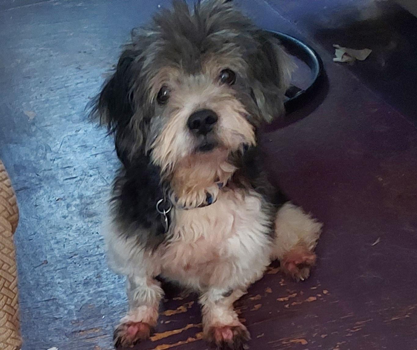 Enlarge Seal, a Adoptable Lhasa Apso in Ellijay, GA image 5/6
