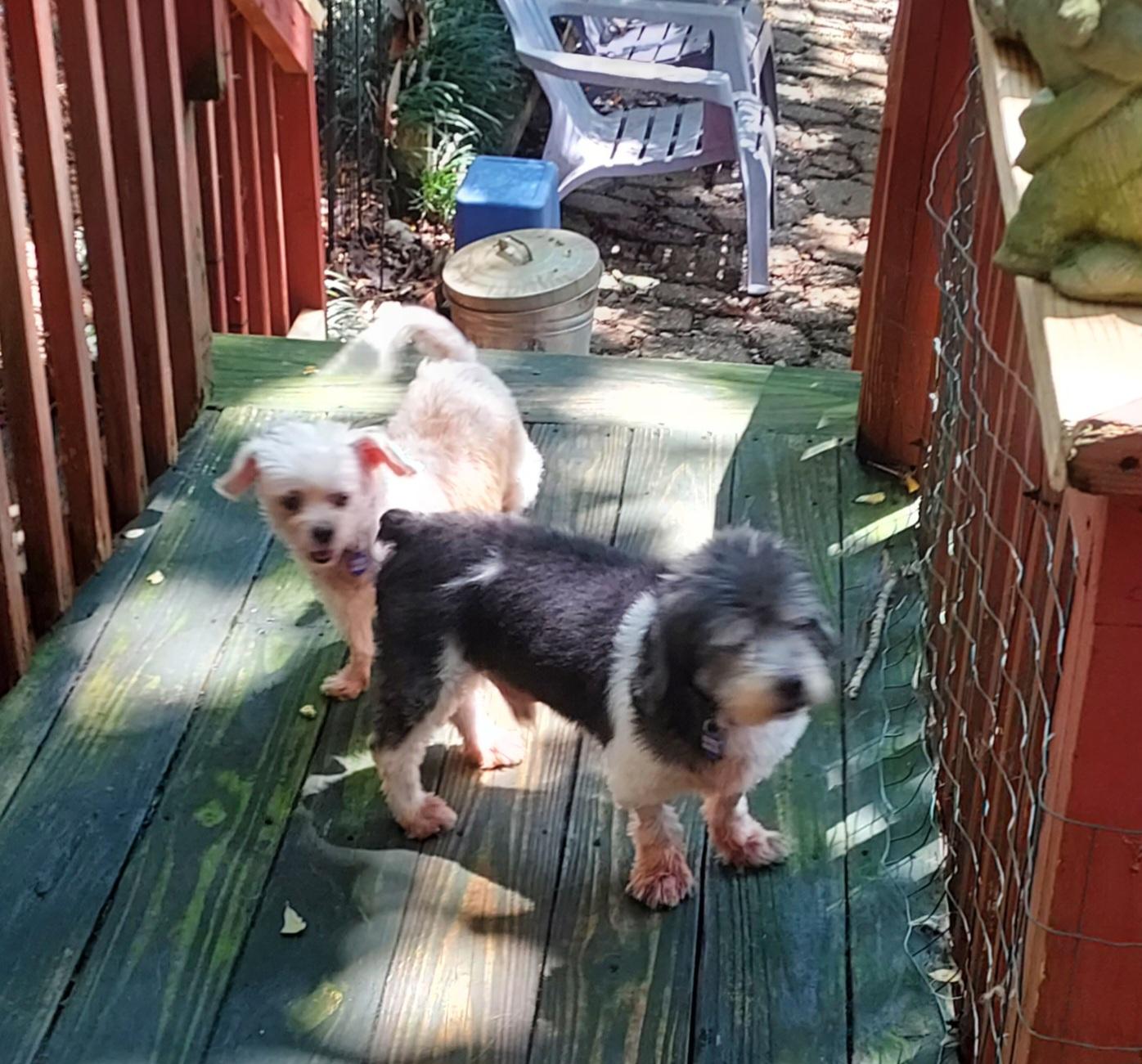Enlarge Seal, a Adoptable Lhasa Apso in Ellijay, GA image 6/6