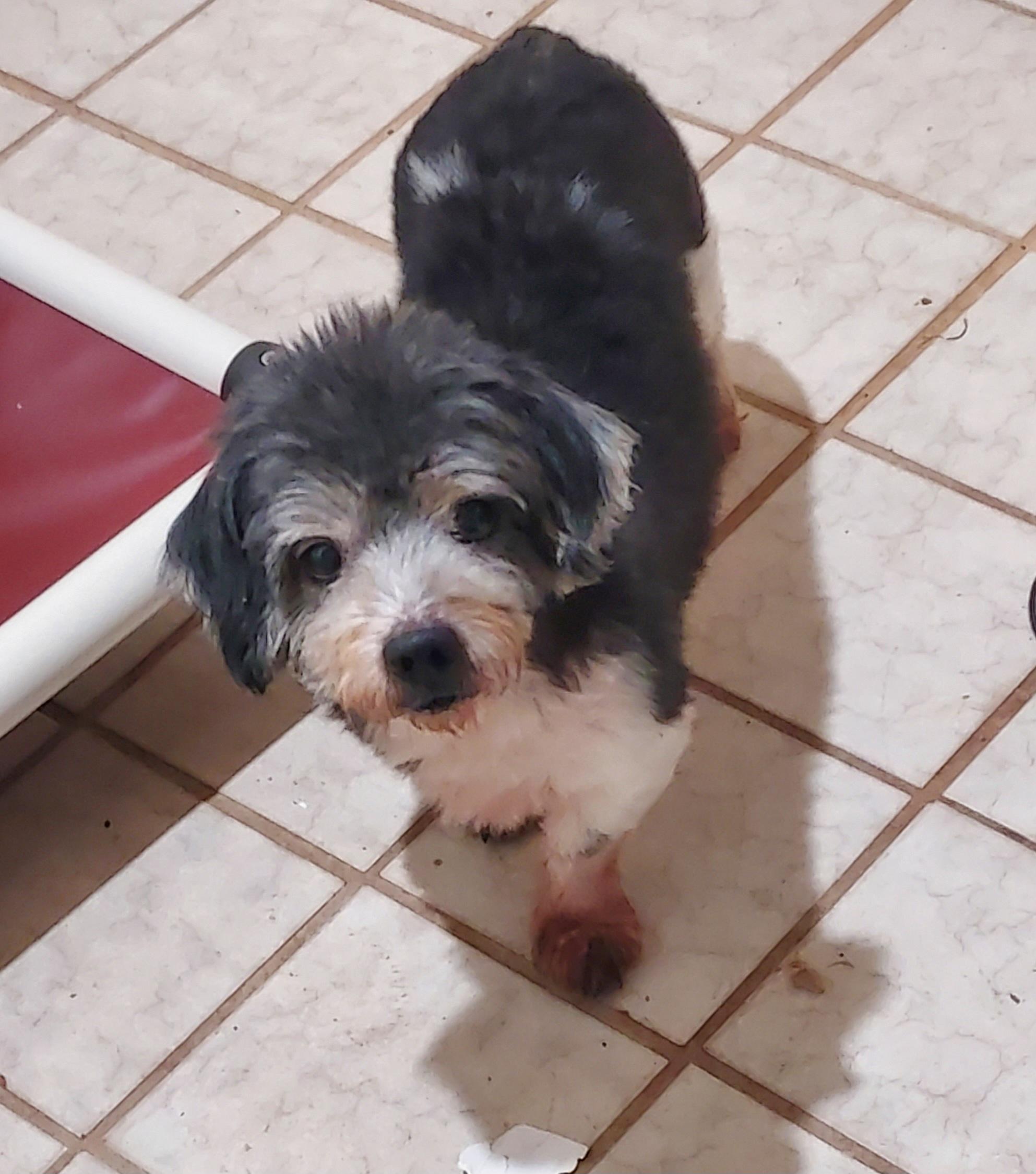 Enlarge Seal, a Adoptable Lhasa Apso in Ellijay, GA image 2/6