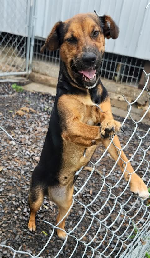 Enlarge Sissy, a ADOPTABLE mixed breed in Marshall, AR image 3/3