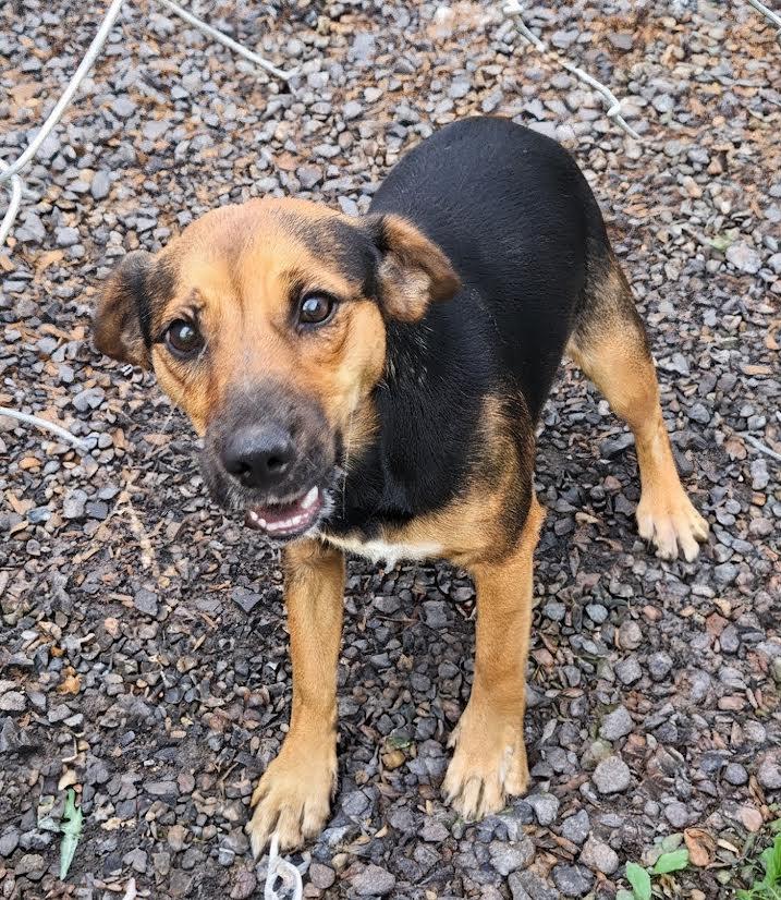 Enlarge Sissy, a ADOPTABLE mixed breed in Marshall, AR image 2/3