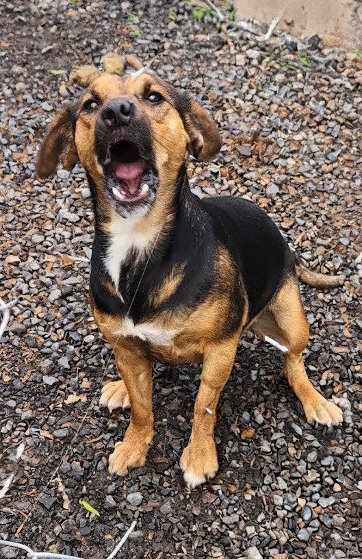 Sissy, ADOPTABLE, Young Female Beagle.