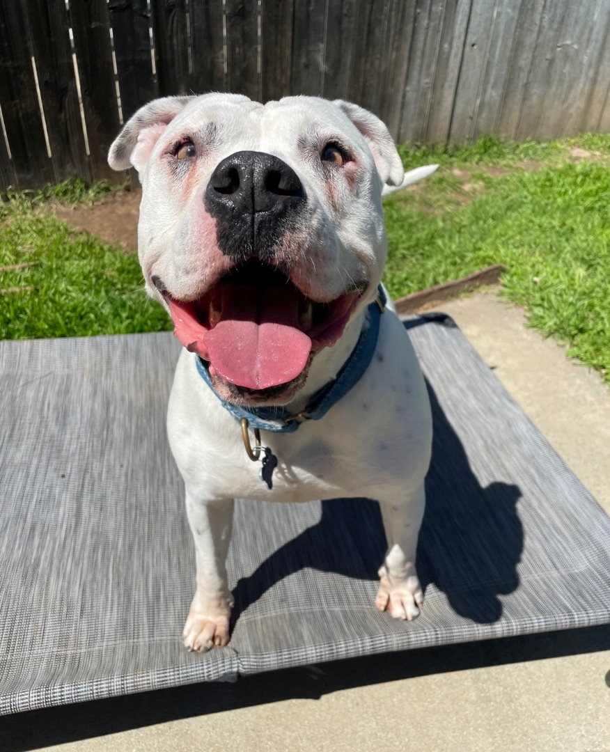 Comet, Adult Male Pit Bull Terrier