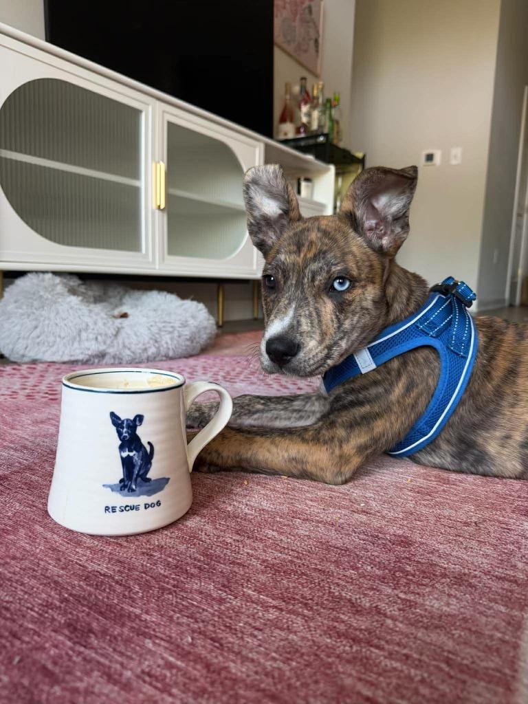 Patrick, Adoptable, Puppy Male Mixed Breed.