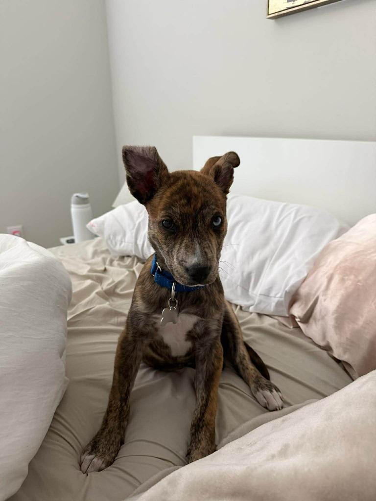 Enlarge Patrick, a Adoptable mixed breed in Raleigh, NC image 2/6