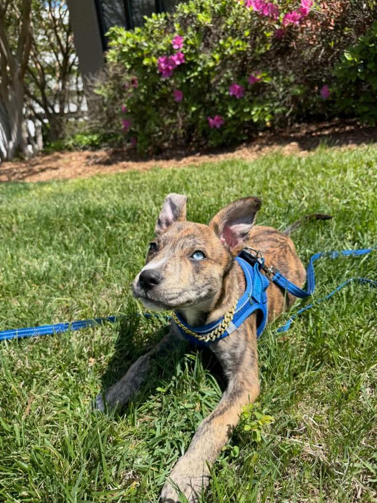 Enlarge Patrick, a Adoptable mixed breed in Raleigh, NC image 3/6