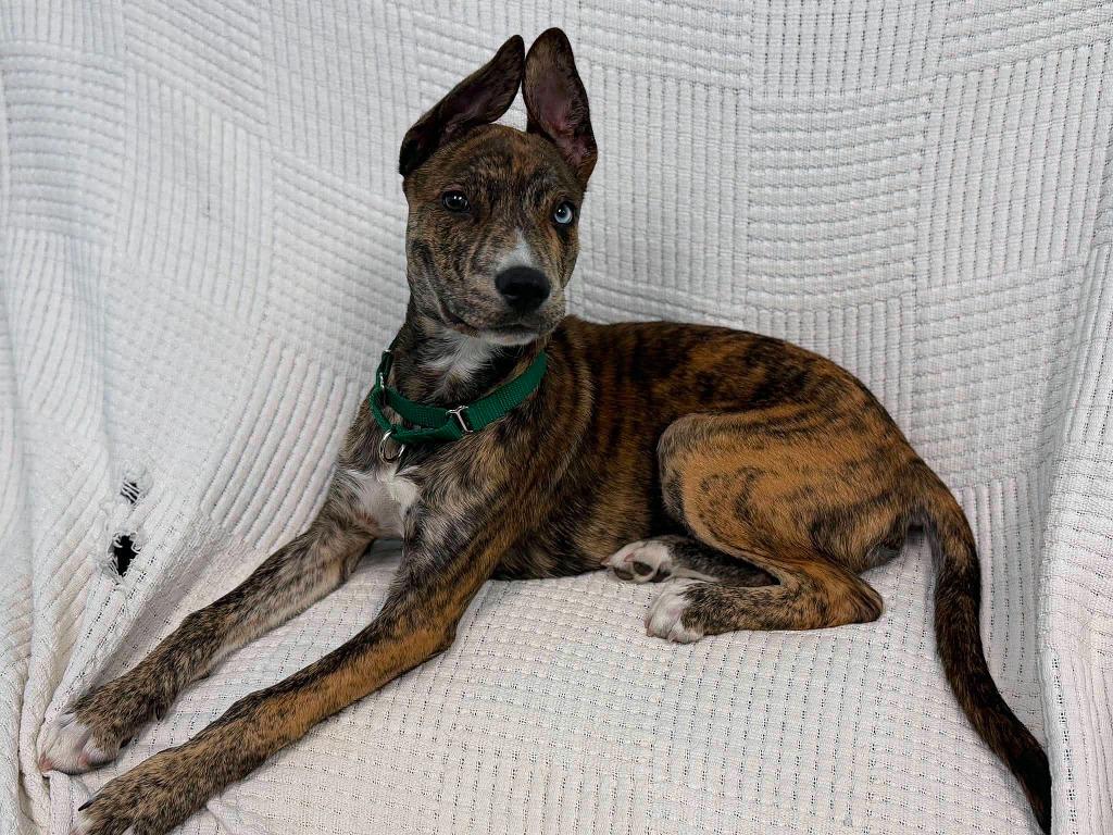 Enlarge Patrick, a Adoptable mixed breed in Raleigh, NC image 4/6
