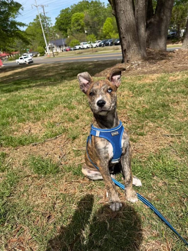 Enlarge Patrick, a Adoptable mixed breed in Raleigh, NC image 5/6