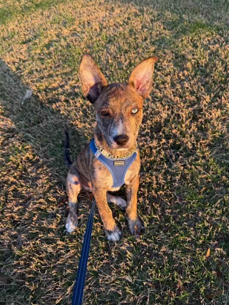 Enlarge Patrick, a Adoptable mixed breed in Raleigh, NC image 6/6