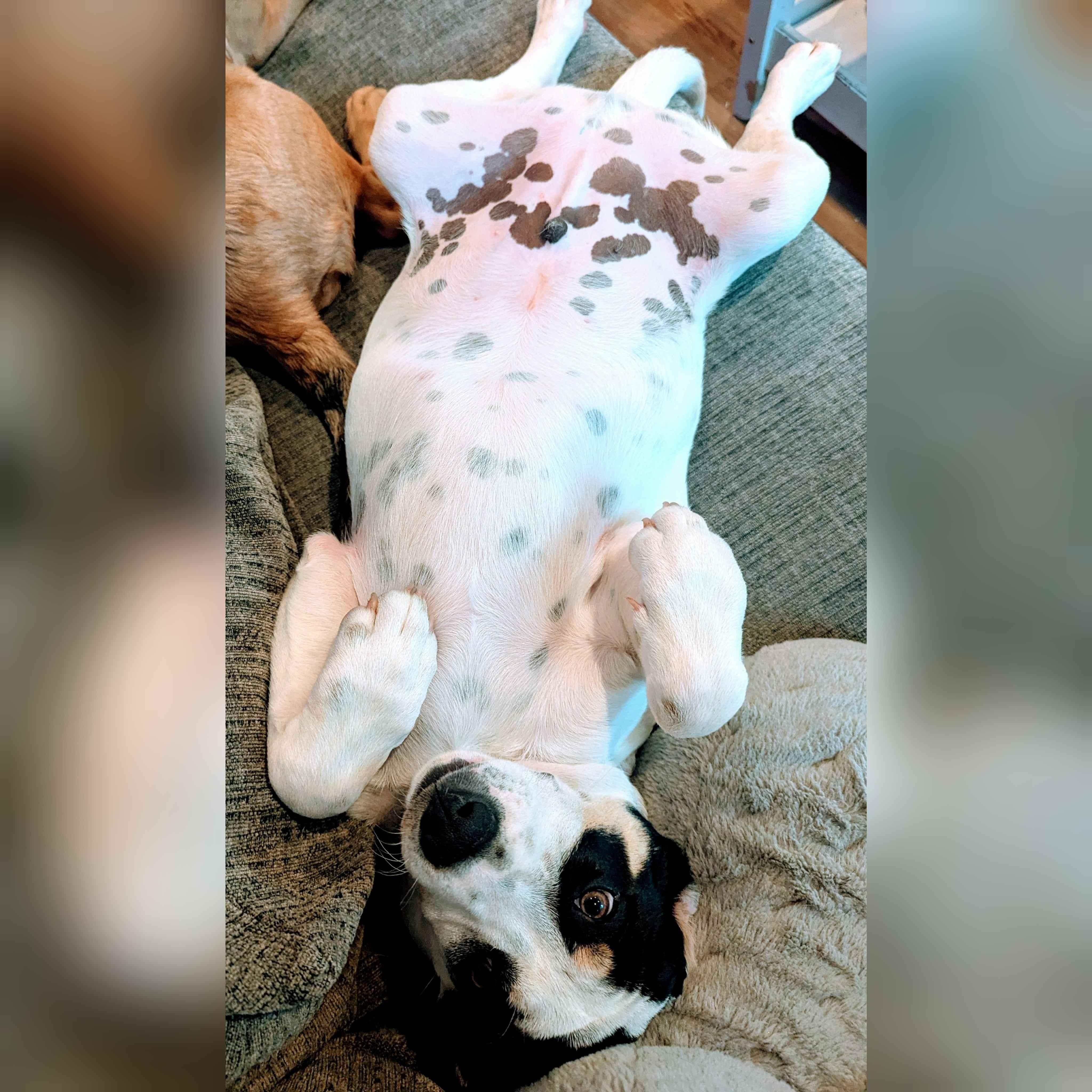 Enlarge Wayne, a Adoptable mixed breed in Portland, OR image 4/5