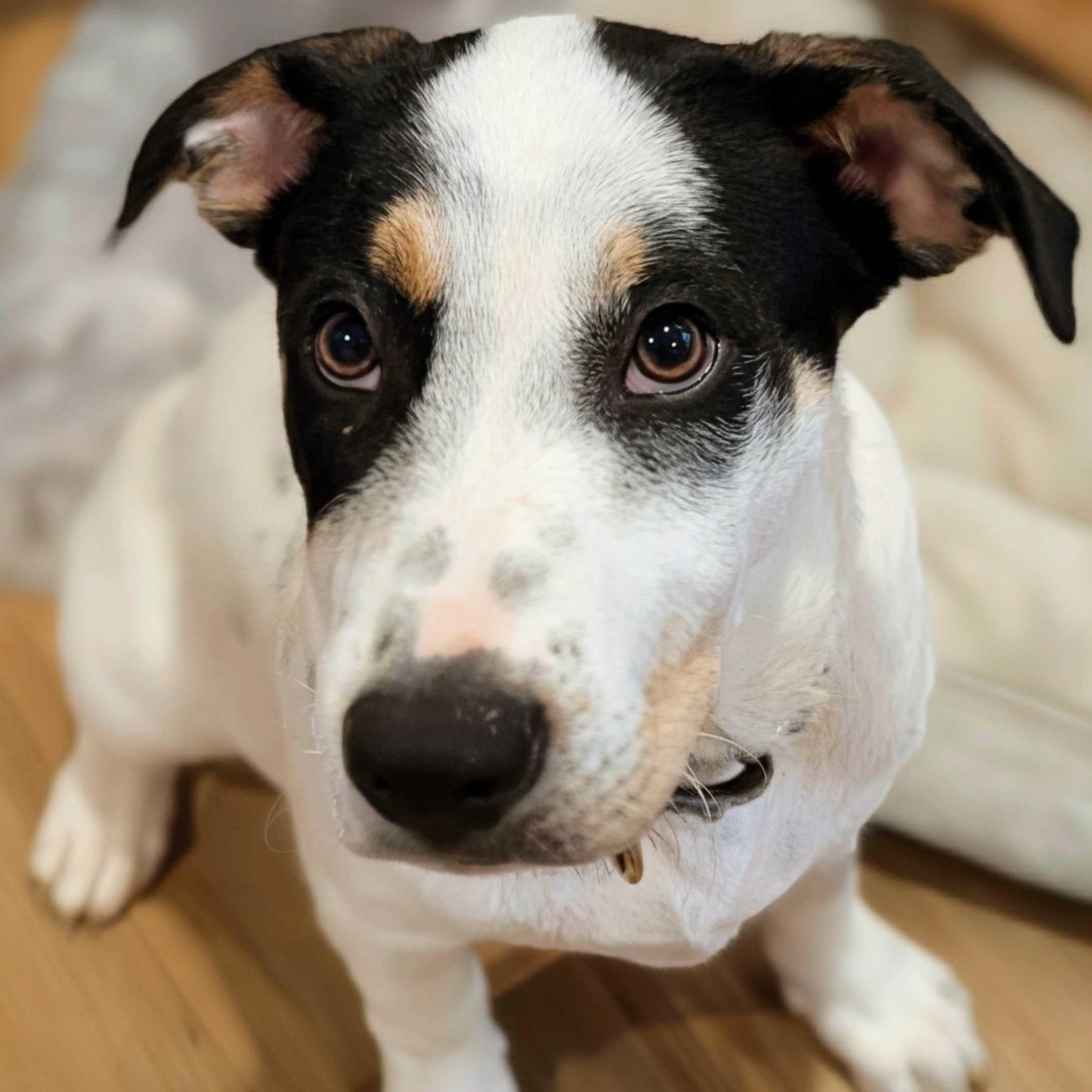 Enlarge Wayne, a Adoptable mixed breed in Portland, OR image 1/5