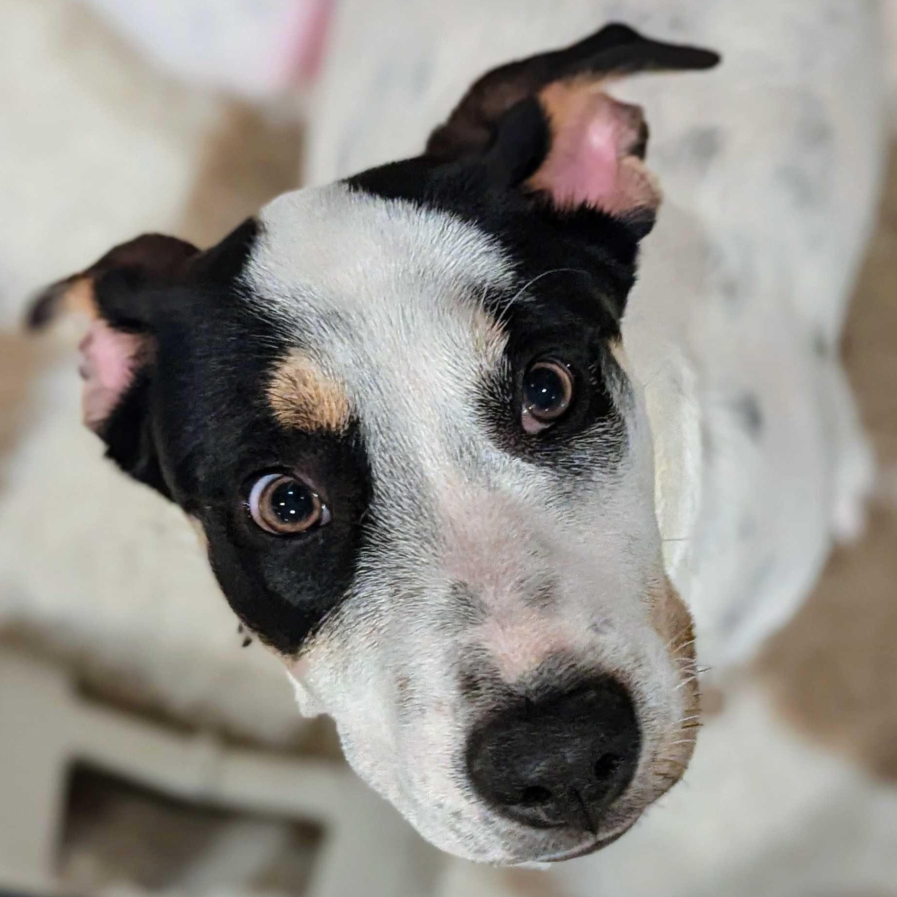 Enlarge Wayne, a Adoptable mixed breed in Portland, OR image 5/5