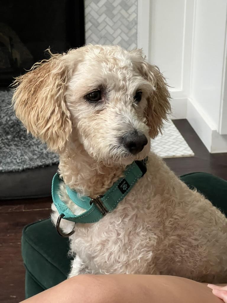 Moose - quirky young poodle mix