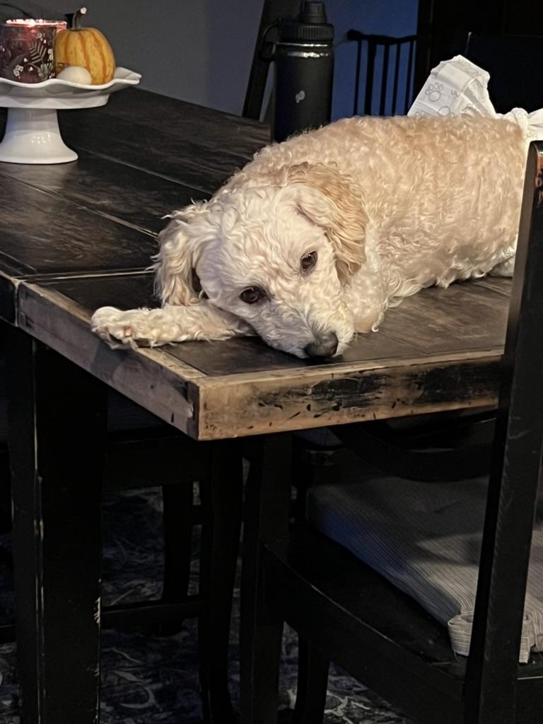 Moose - quirky young poodle mix