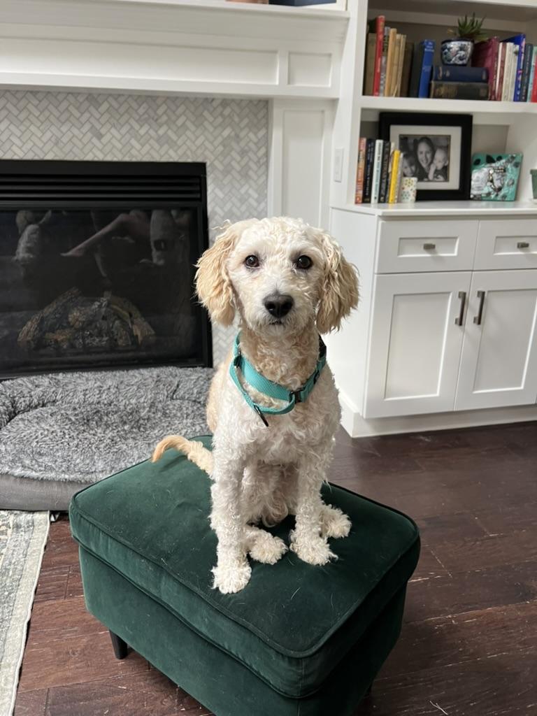 Moose - quirky young poodle mix, adopted, Young Male Miniature Poodle.
