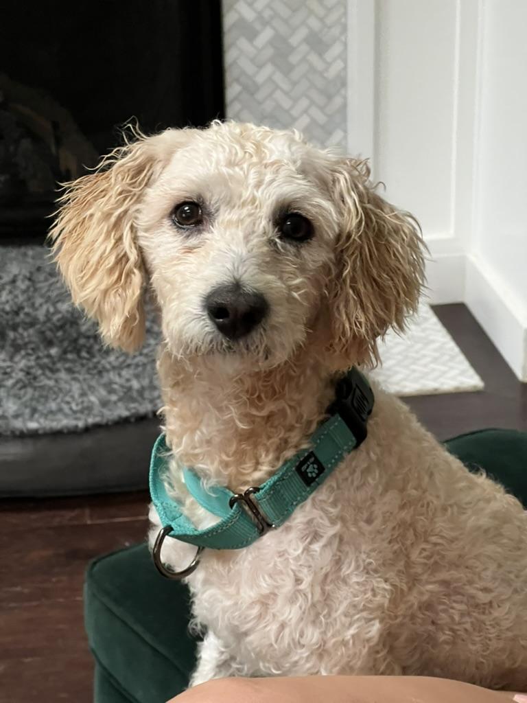 Moose - quirky young poodle mix