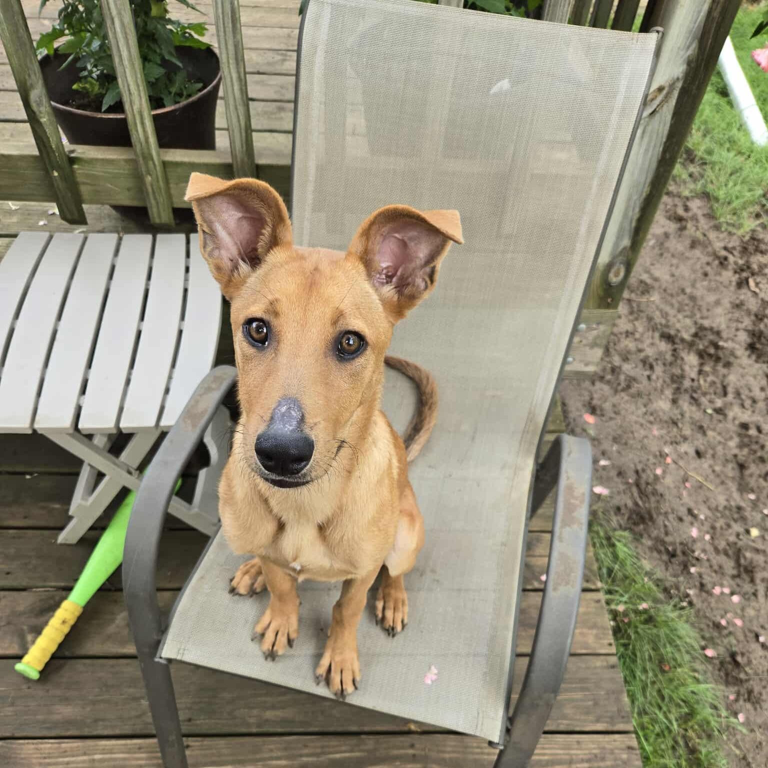 Margi, an adoptable Mixed Breed in Sioux Falls, SD, 57109 | Photo Image 1