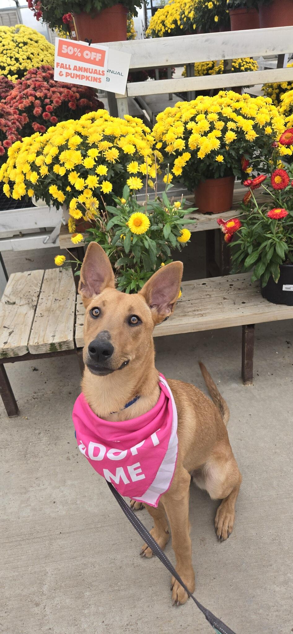 Margi, an adoptable Mixed Breed in Sioux Falls, SD, 57109 | Photo Image 1