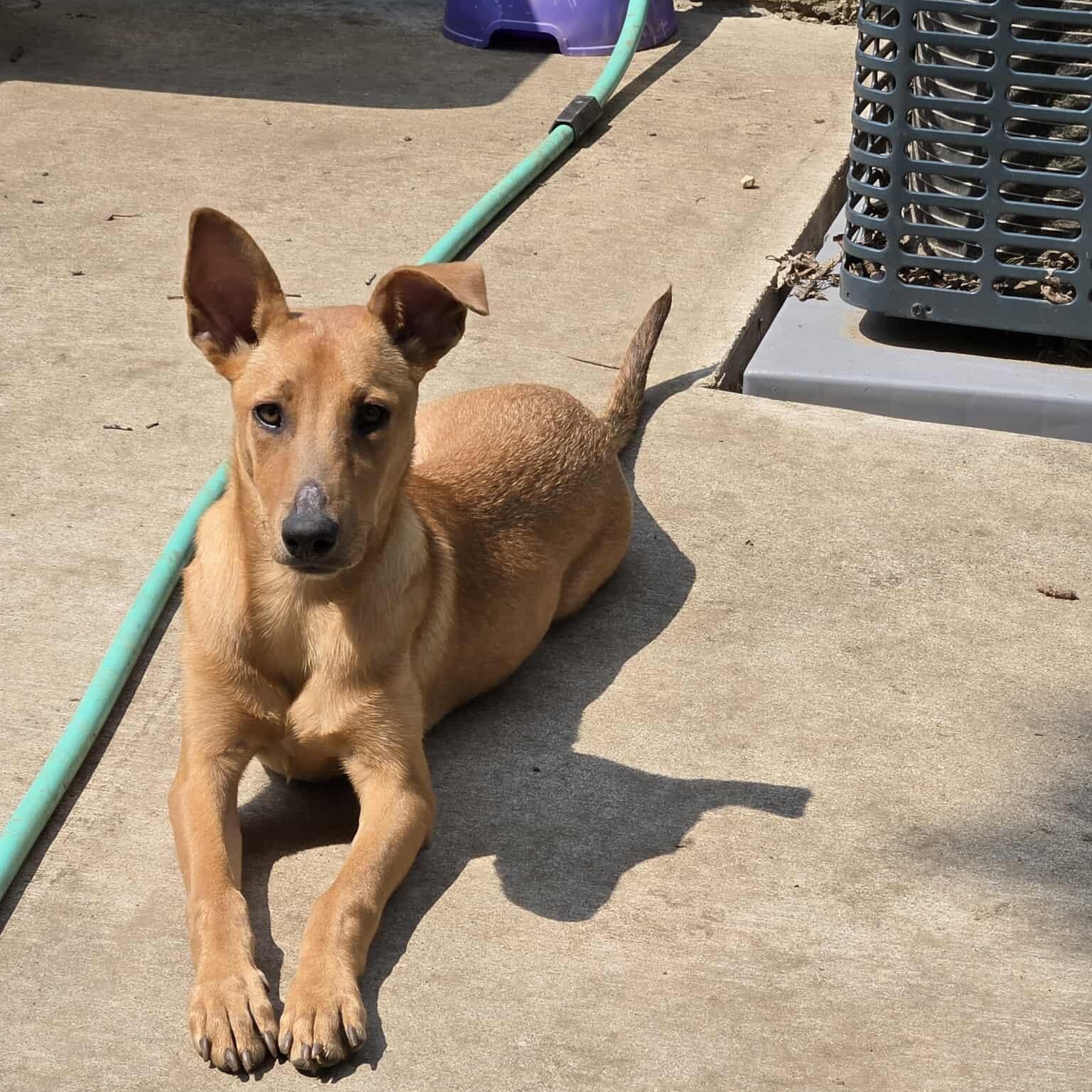 Margi, an adoptable Mixed Breed in Sioux Falls, SD, 57109 | Photo Image 3