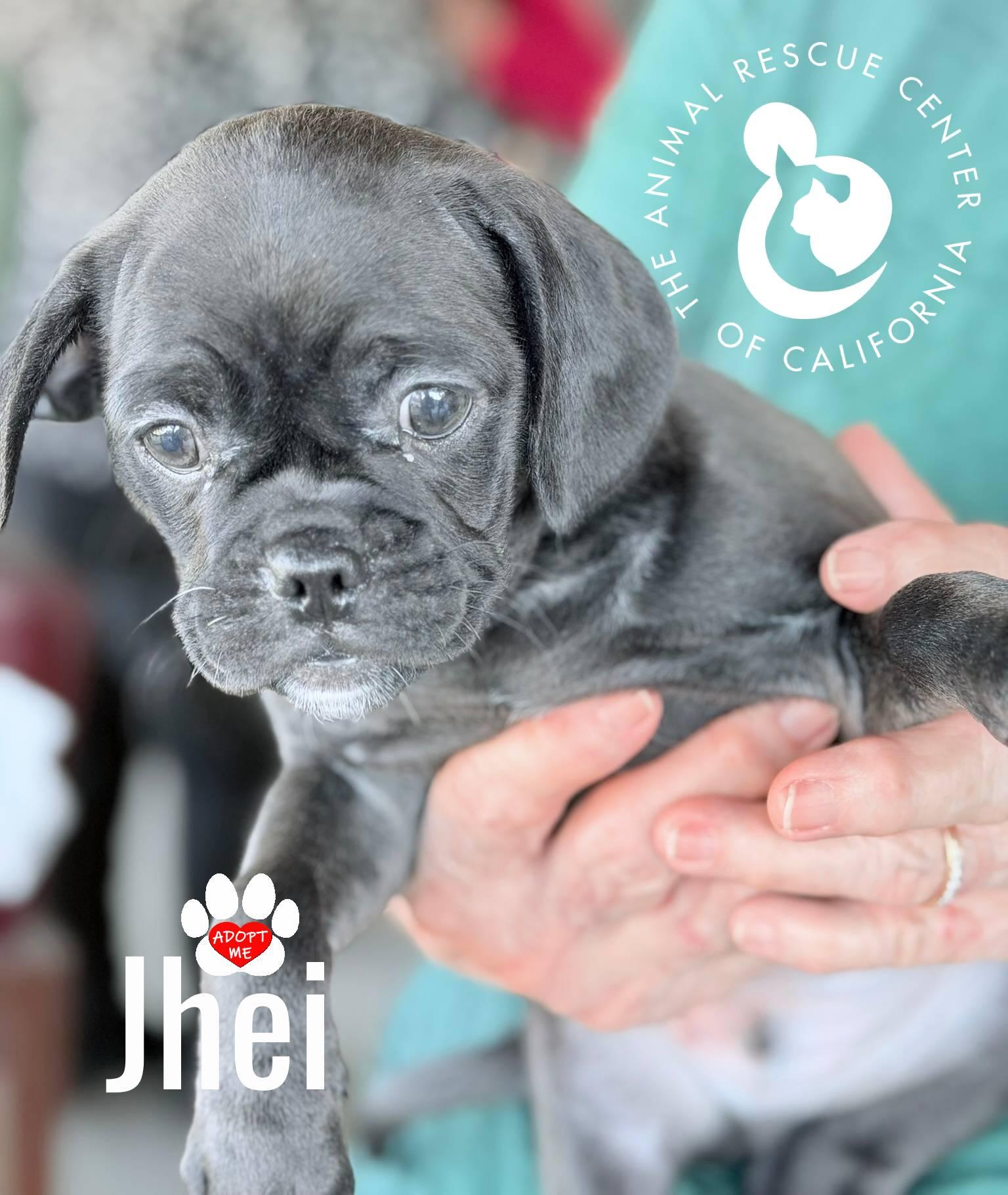 Jhei, a Adoptable mixed breed in Coachella, CA image 4/4