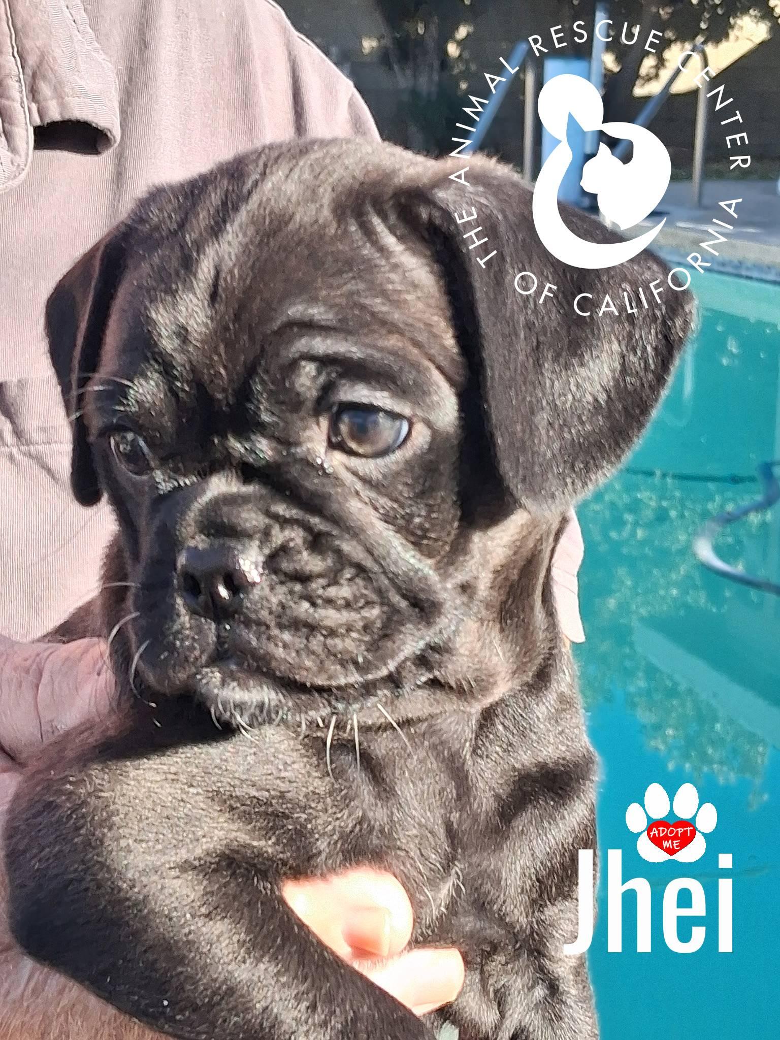 Jhei, a Adoptable mixed breed in Coachella, CA image 1/4