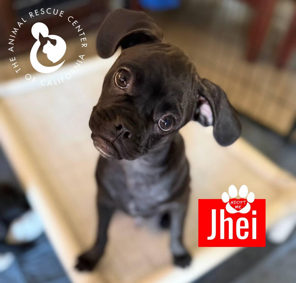 Jhei, Adoptable, Puppy Female Pug & Chihuahua.