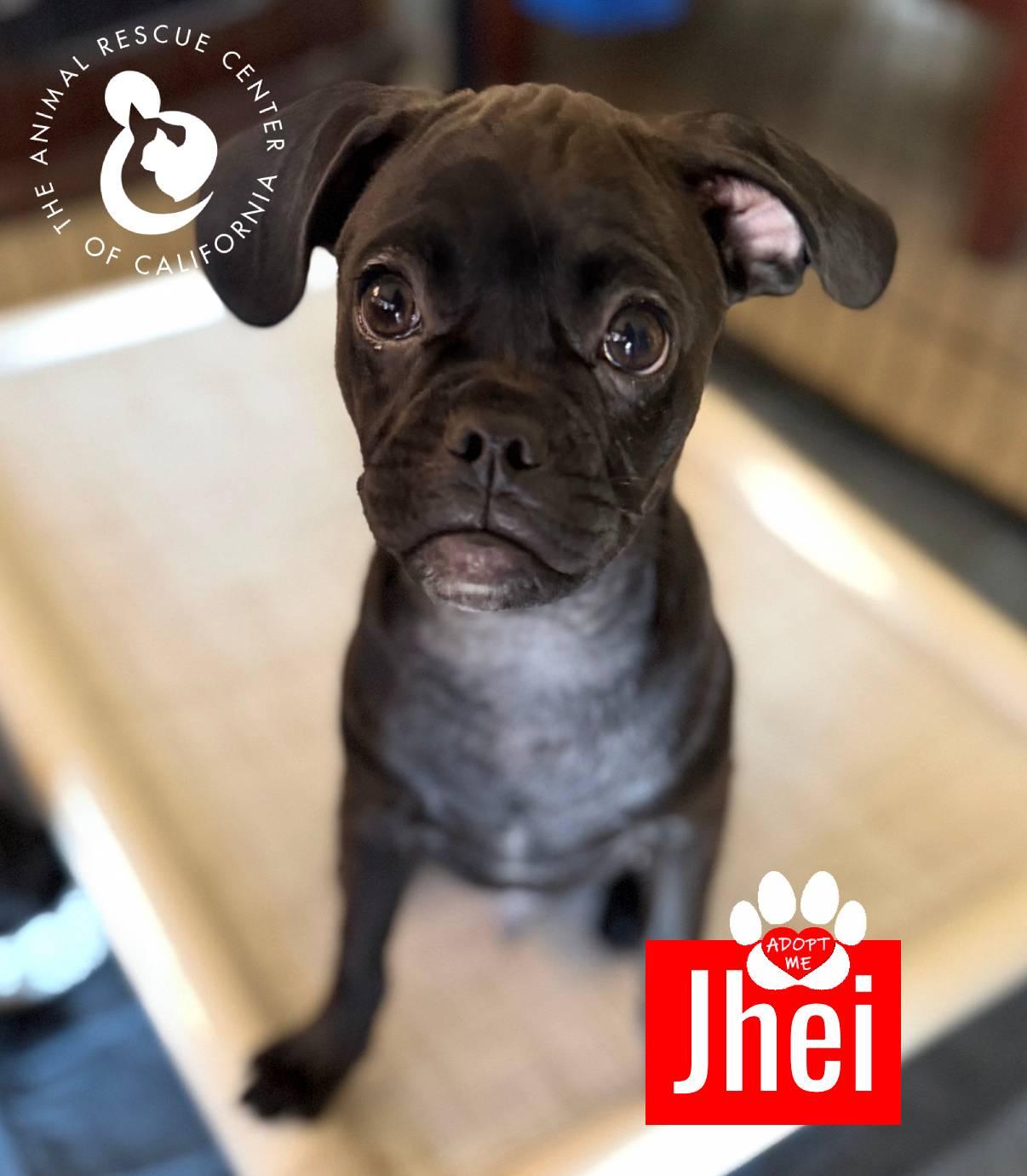 Enlarge Jhei, a Adoptable mixed breed in Coachella, CA image 2/6