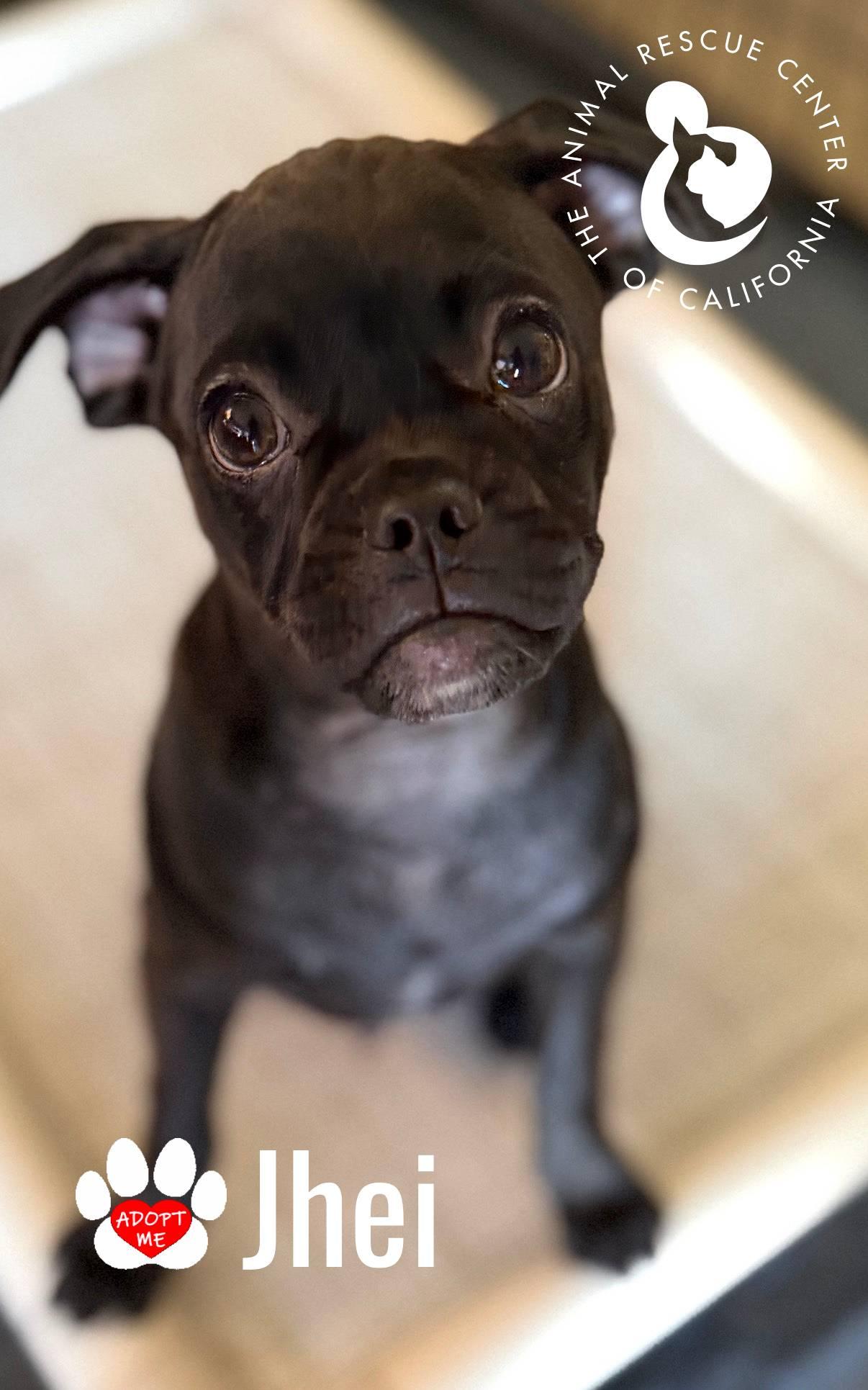 Enlarge Jhei, a Adoptable mixed breed in Coachella, CA image 3/6