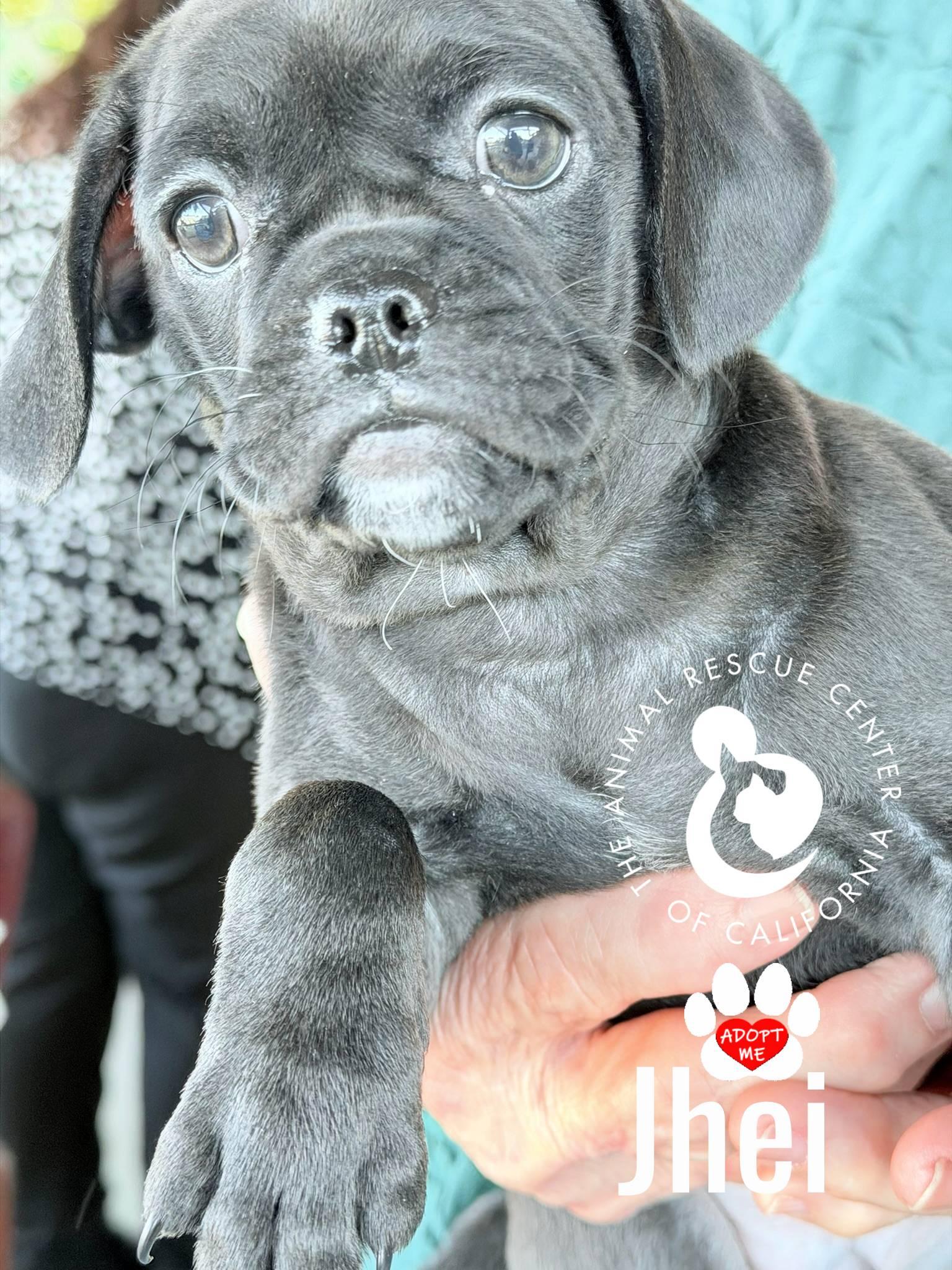 Jhei, a Adoptable mixed breed in Coachella, CA image 3/4