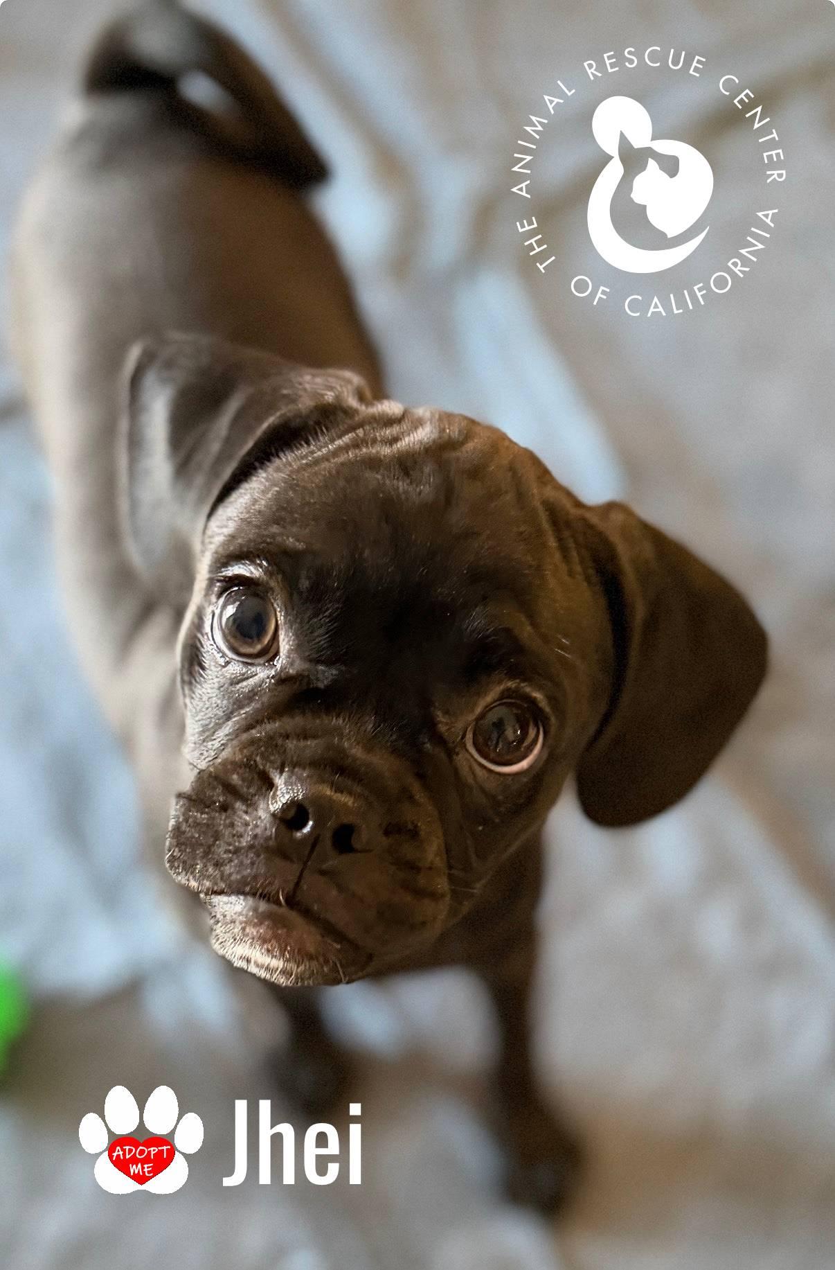 Enlarge Jhei, a Adoptable mixed breed in Coachella, CA image 4/6