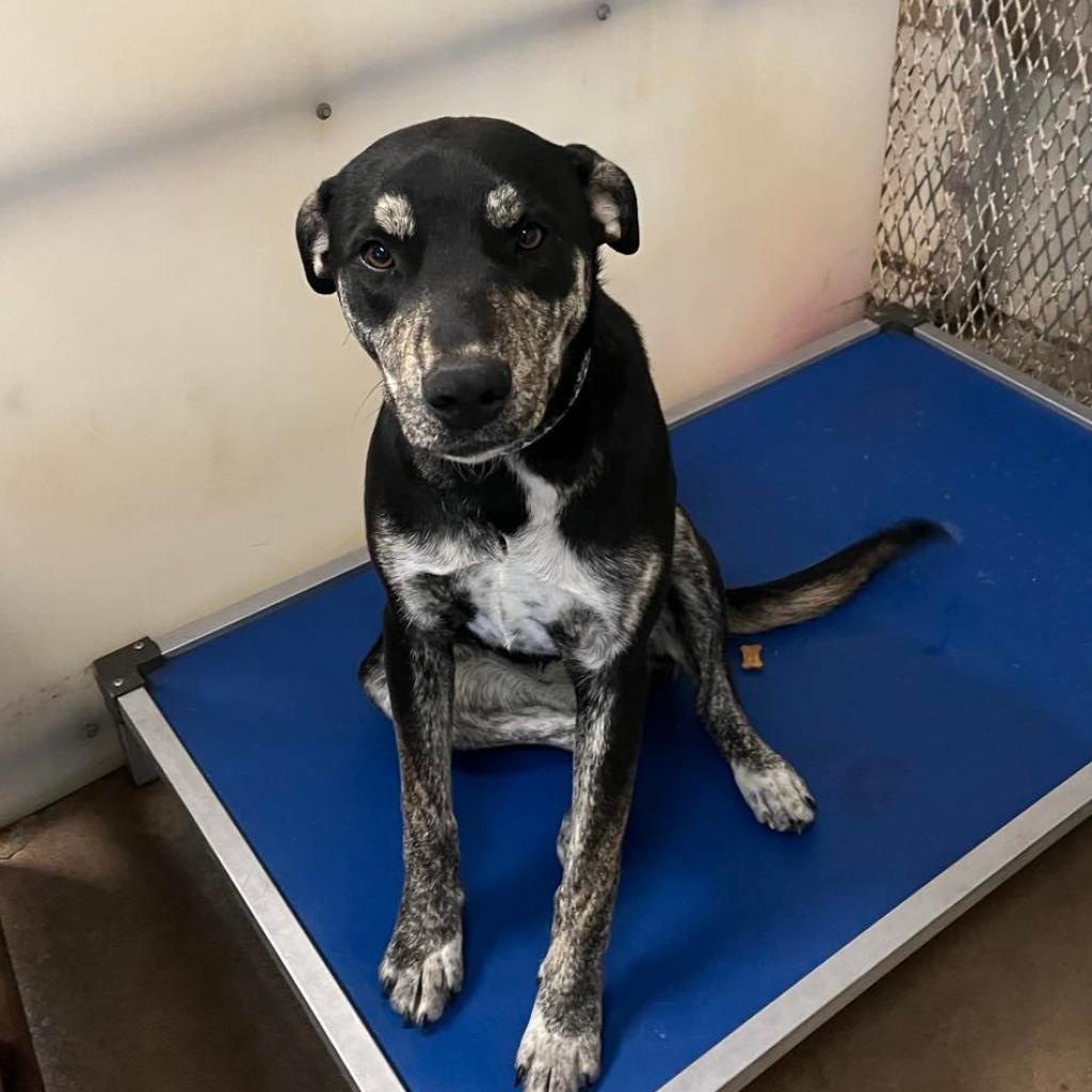 Eve, a Adoptable mixed breed in Stephenville, TX image 1/6