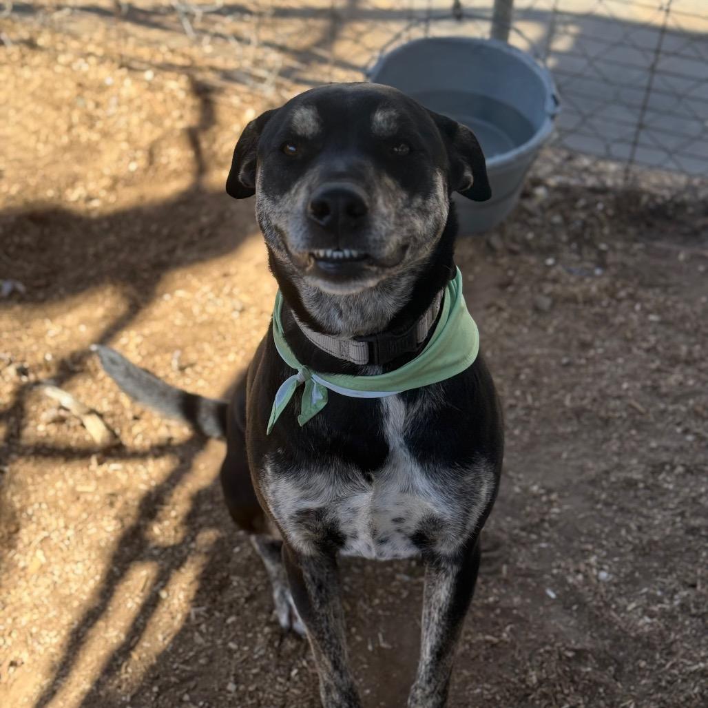 Enlarge Eve, a Adoptable mixed breed in Stephenville, TX image 2/6