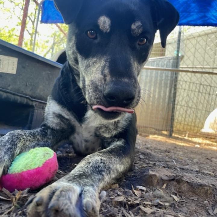 Eve, a Adoptable mixed breed in Stephenville, TX image 3/6