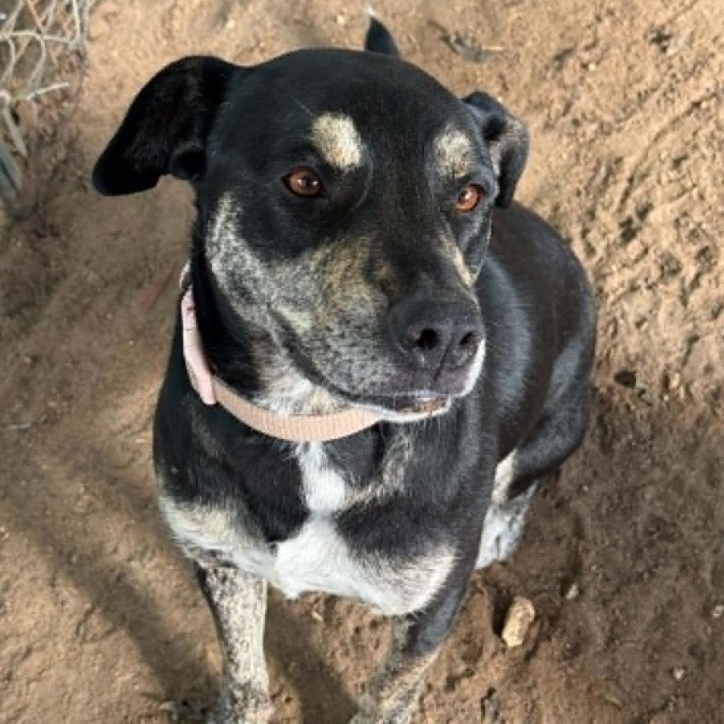 Eve, a Adoptable mixed breed in Stephenville, TX image 4/6