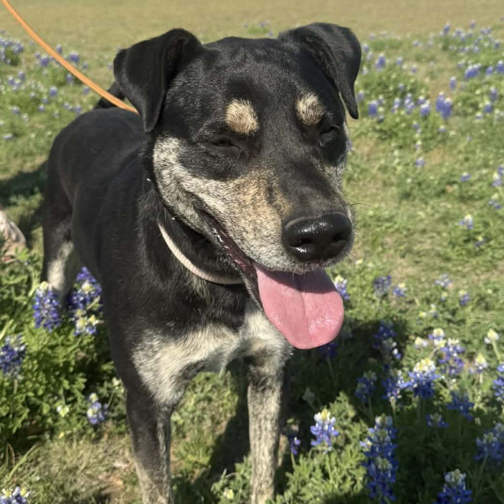 Enlarge Eve, a Adoptable mixed breed in Stephenville, TX image 4/6