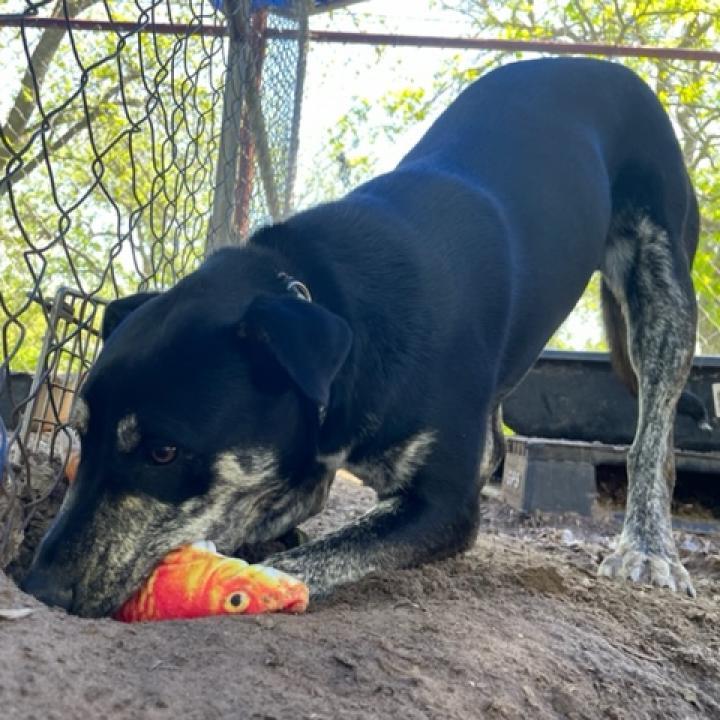 Eve, a Adoptable mixed breed in Stephenville, TX image 4/6