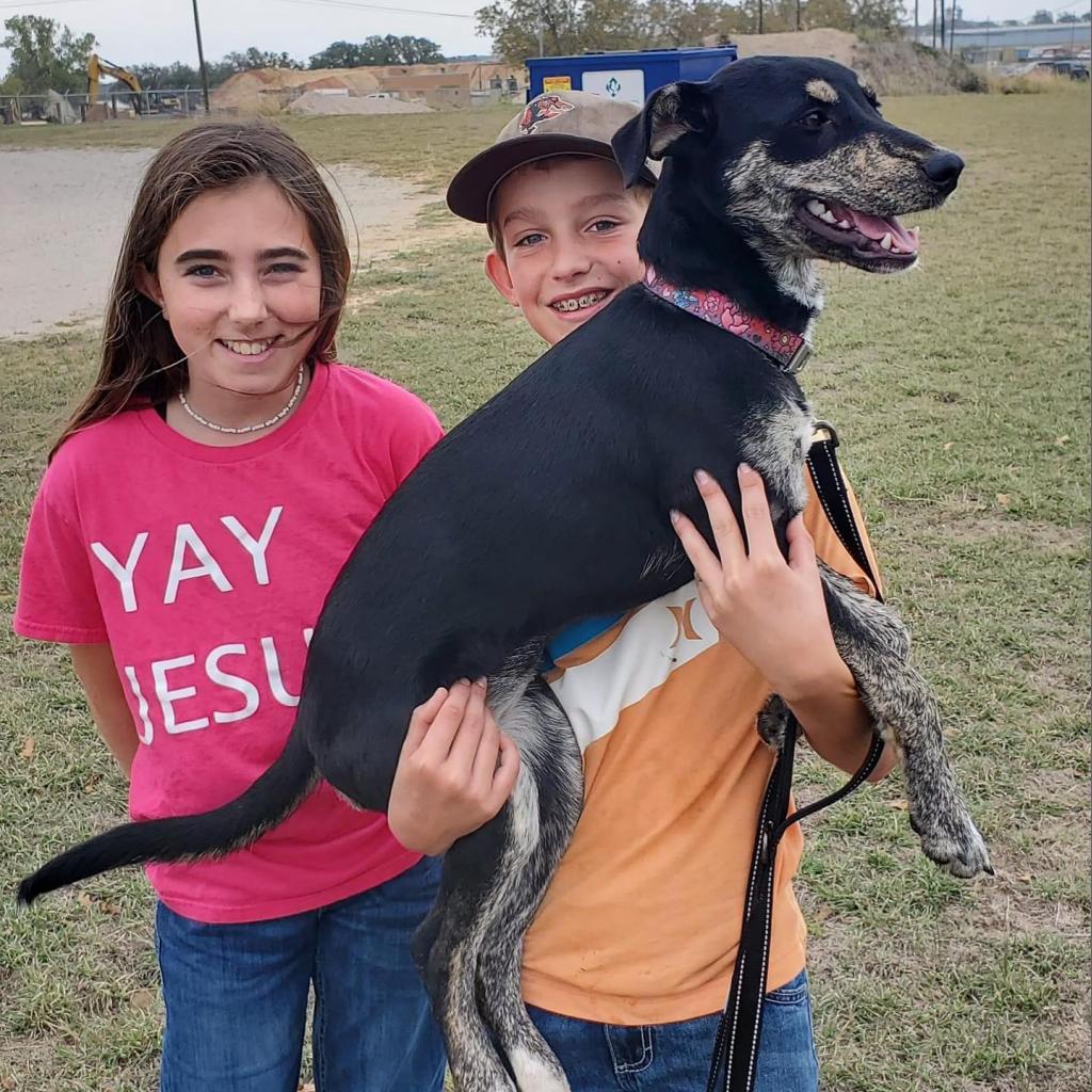 Eve, a Adoptable mixed breed in Stephenville, TX image 5/6