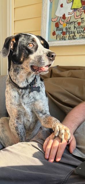 ARLO, Adoptable, Senior Male Labrador Retriever & Australian Cattle Dog / Blue Heeler.