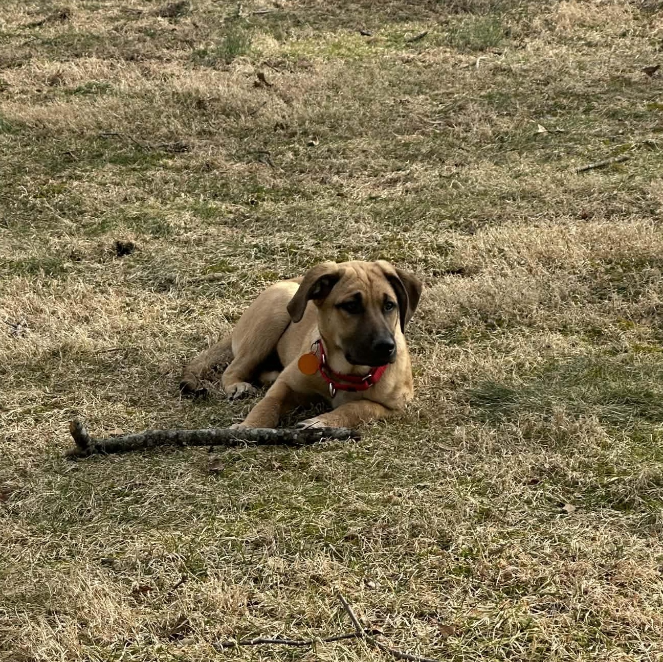 Enlarge Kiki, a Adoptable mixed breed in Bloomfield, CT image 2/6
