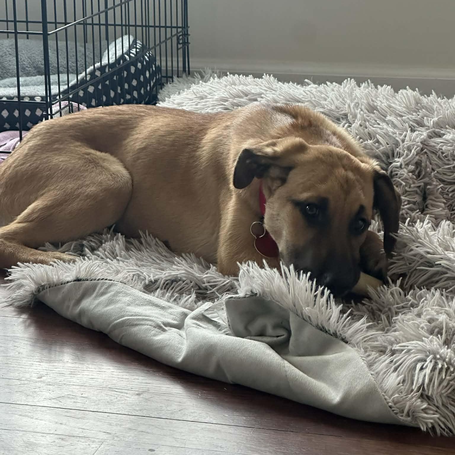 Enlarge Kiki, a Adoptable mixed breed in Bloomfield, CT image 3/6