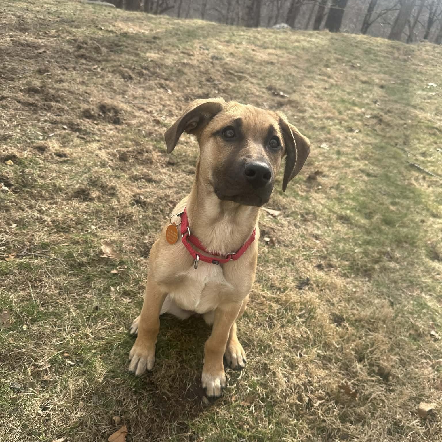 Kiki, Adoptable, Puppy Female Black Mouth Cur.