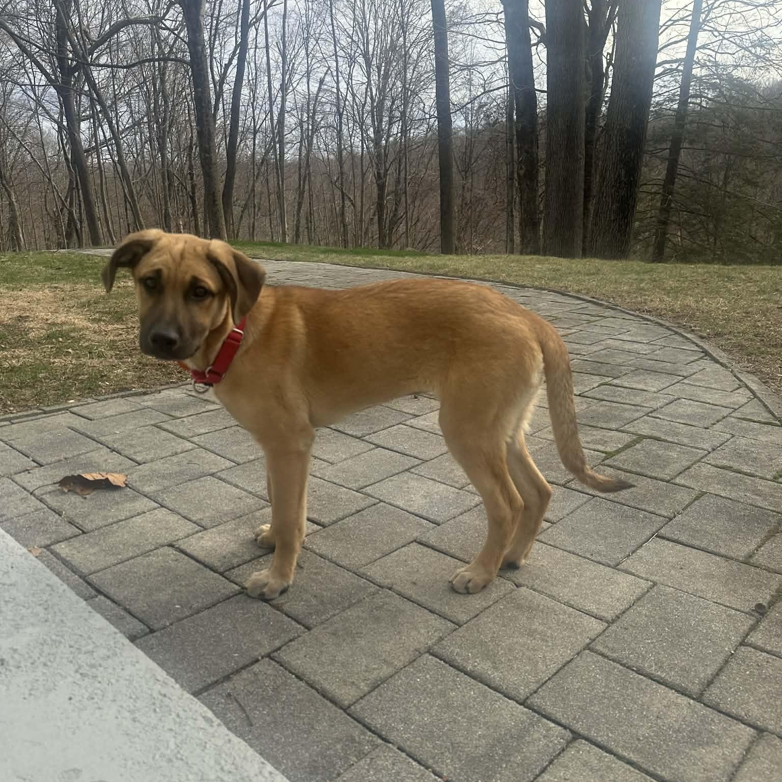 Enlarge Kiki, a Adoptable mixed breed in Bloomfield, CT image 4/6