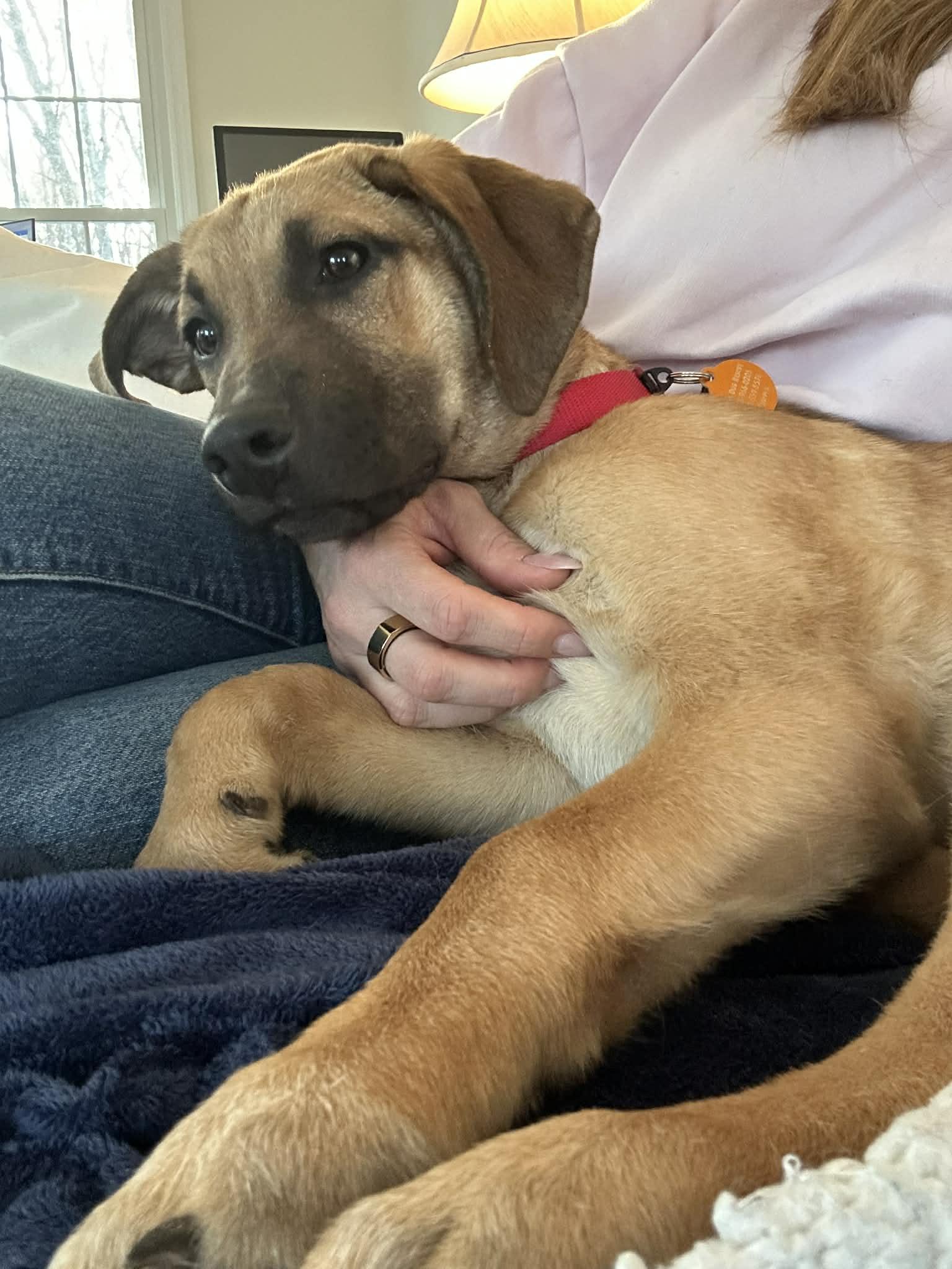 Enlarge Kiki, a Adoptable mixed breed in Bloomfield, CT image 6/6