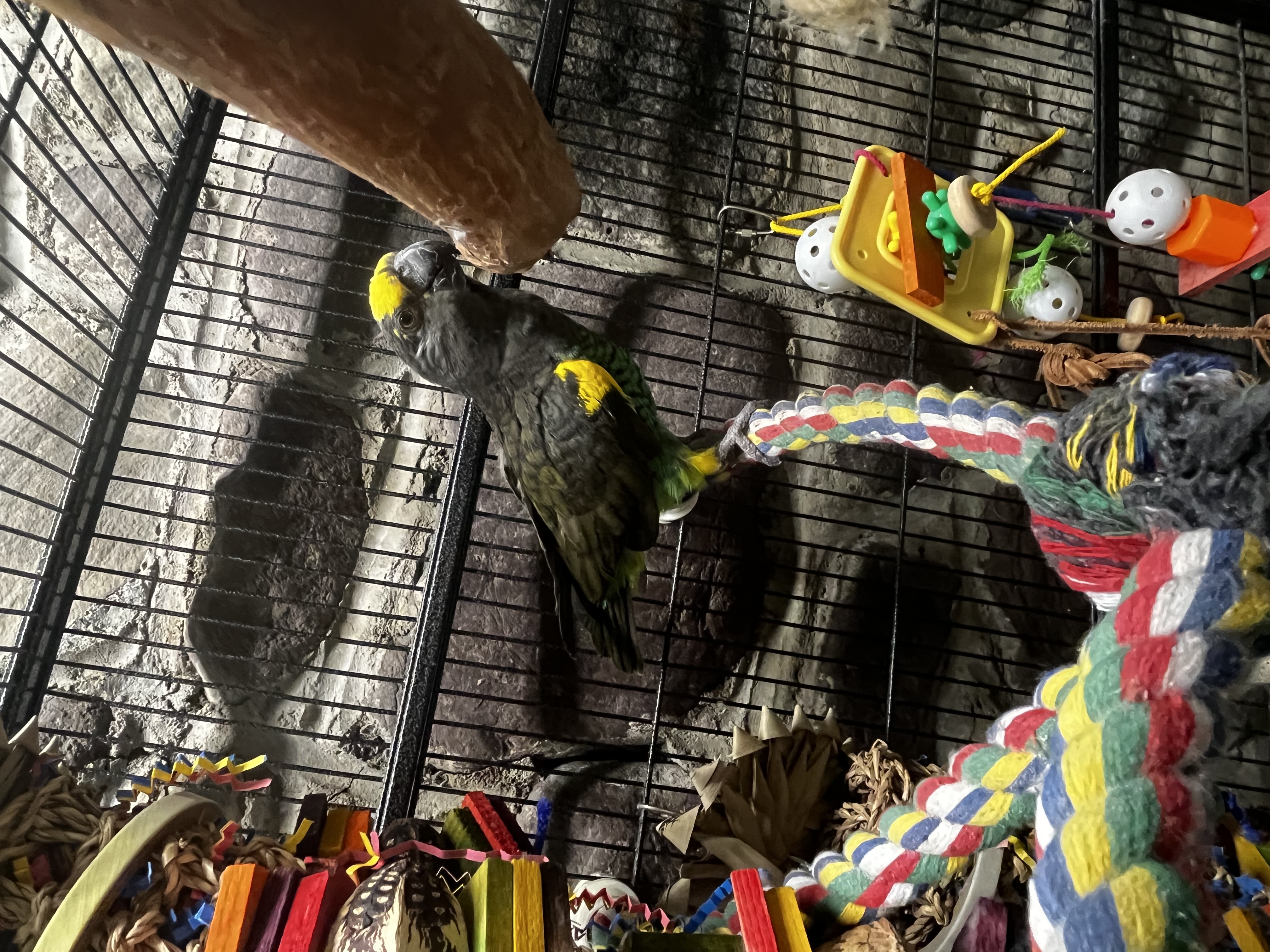 Enlarge T-Bird, a Adopted Poicephalus / Senegal in Blairstown, NJ image 1/1