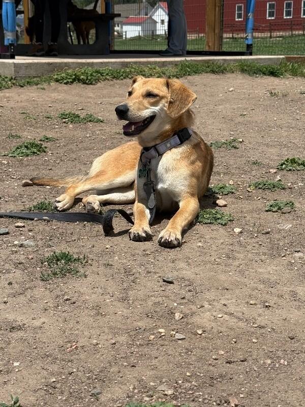 Enlarge Shanni, a Adoptable mixed breed in Westminster, CO image 1/6