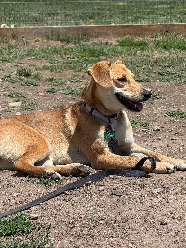 Enlarge Shanni, a Adoptable mixed breed in Westminster, CO image 2/6