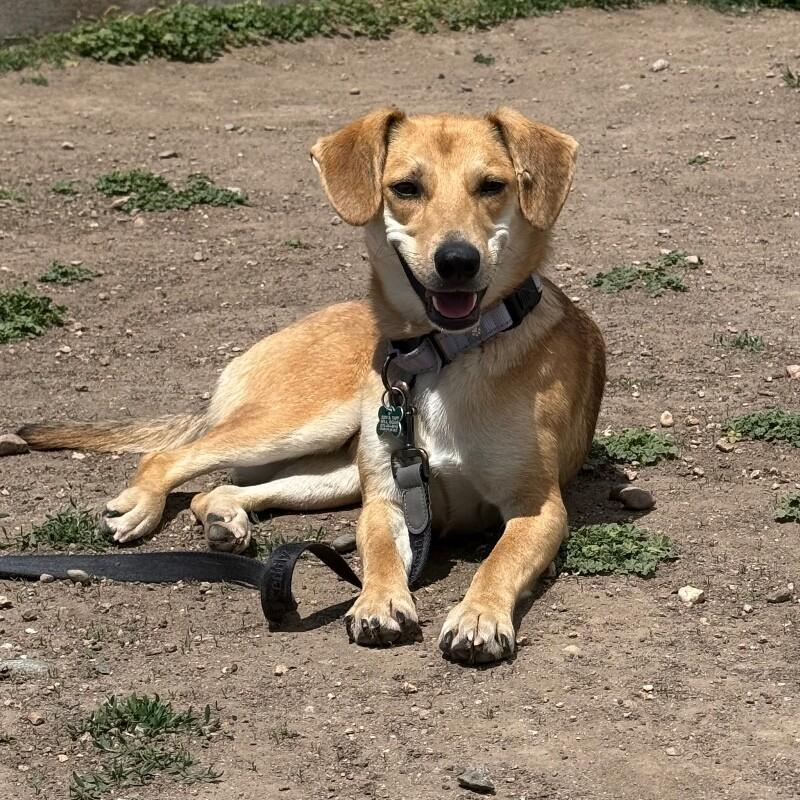 Enlarge Shanni, a Adoptable mixed breed in Westminster, CO image 3/6