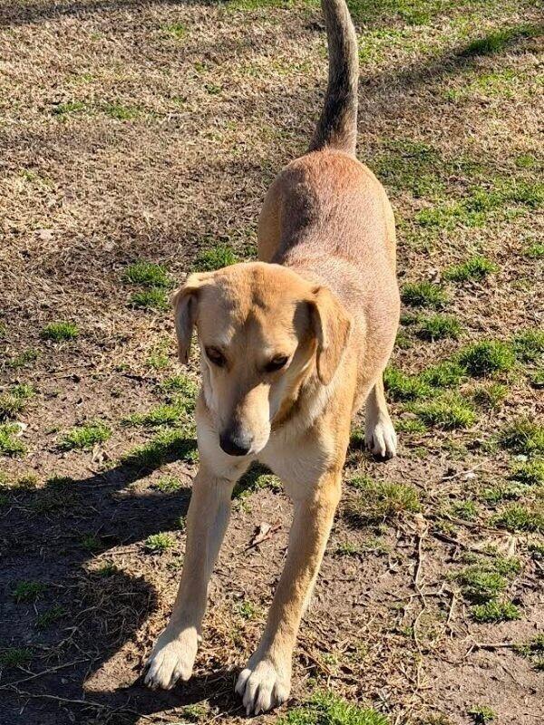 Shanni, Adoptable, Young Female Hound & Mixed Breed.