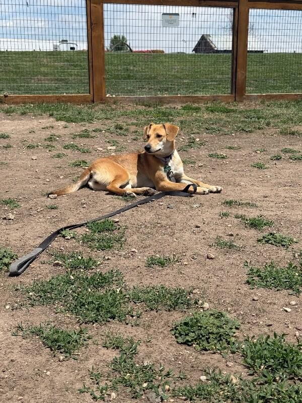 Enlarge Shanni, a Adoptable mixed breed in Westminster, CO image 4/6